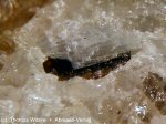 Click Here for Larger Ferronigerite-6N6S Image